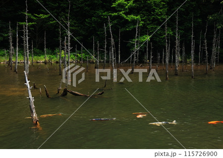 白骨林　蒼霧鯉池1269 115726900