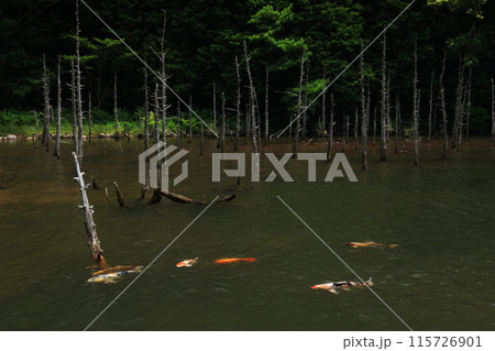 白骨林 蒼霧鯉池1272 白骨林 蒼霧鯉池1272 115726901