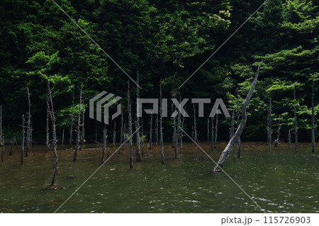 白骨林 蒼霧鯉池1276 白骨林 蒼霧鯉池1276 115726903