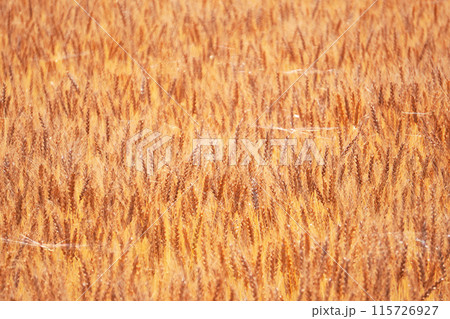 黄金色の大麦畑の景色 115726927