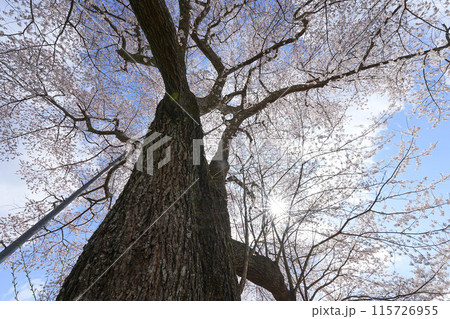 小田彦太郎桜 115726955