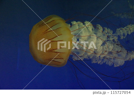 クリサオラ・プロカミア（Chrysaora plocamia）アメリカヤナギクラゲ 115727054