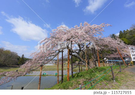 中島の地蔵桜 中島の地蔵桜 115727055