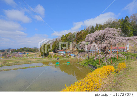 中島の地蔵桜 中島の地蔵桜 115727077