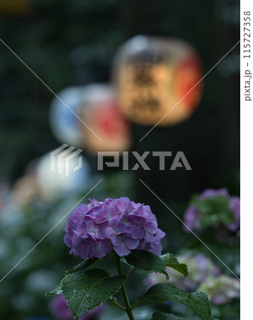 紫色の紫陽花と提灯 115727358