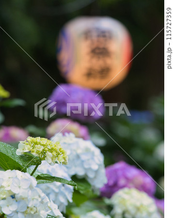 境内に咲く紫陽花 境内に咲く紫陽花 115727359
