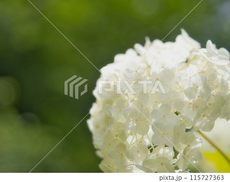 白い紫陽花 115727363