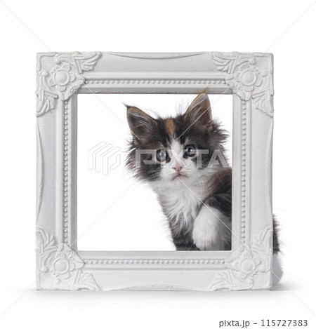 Playful kitten in white picture frame 115727383