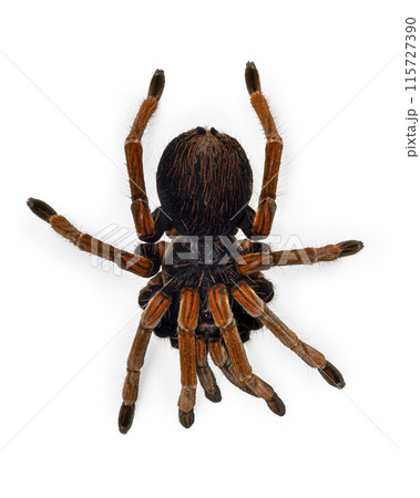 Large tarantula spider resting on white background Large tarantula spider resting on white background 115727390