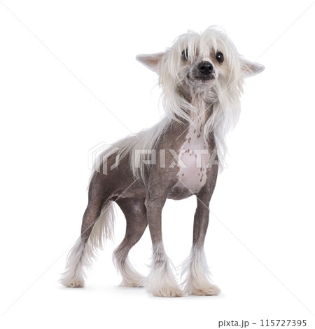 Chinese Crested dog on white 115727395
