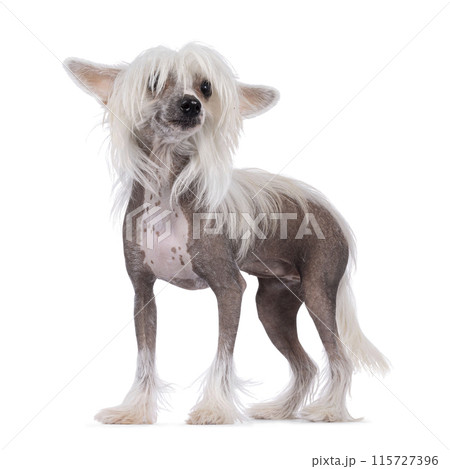 Chinese Crested dog on white 115727396