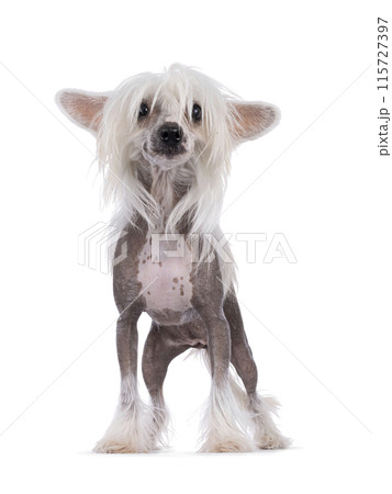 Chinese Crested dog on white 115727397