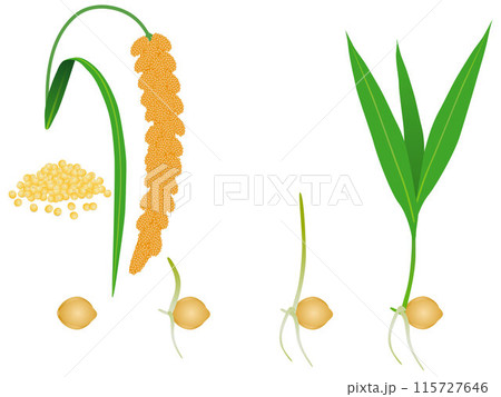 Sequence of foxtail millet plant growing isolated on white. 115727646
