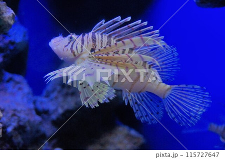 ルナ・ライオンフィッシュと言われるハナミノカサゴ 115727647