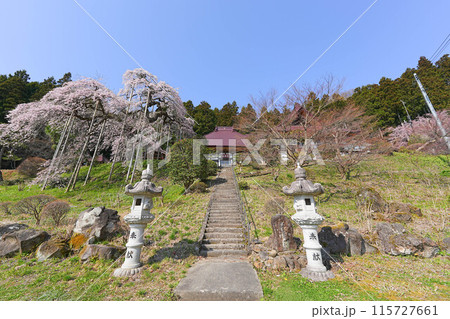 慈徳寺の種まき桜 慈徳寺の種まき桜 115727661