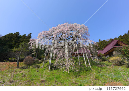 慈徳寺の種まき桜 慈徳寺の種まき桜 115727662