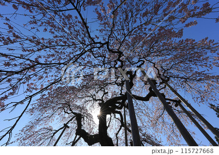 慈徳寺の種まき桜 慈徳寺の種まき桜 115727668
