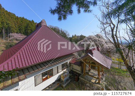 慈徳寺の種まき桜 慈徳寺の種まき桜 115727674
