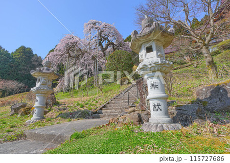 慈徳寺の種まき桜 115727686