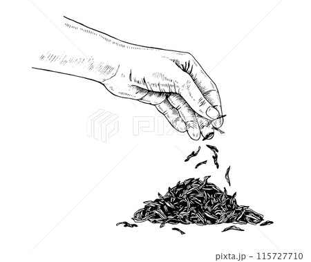 A Hand sprinkles dried Tea leaves. Vector handdrawn illustration. White and black line art drawing on background. Sketch of a bunch of selected herbs or spices. Changeable food production clipart 115727710