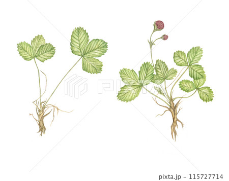 Branches of wild strawberries, hand-painted in watercolor. Green leaves, berries, roots, structure of berries. Illustration of a summer garden for botanical cards, postcards, textbooks, prints, design 115727714