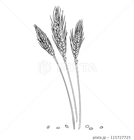 Wheat ears Vector hand drawn illustration. Barley grains sketch. Vintage white and black line art drawing on background. Clipart of rye for graphic design. For food, flour and baked goods packaging Wheat ears Vector hand drawn illustration. Barley grains sketch. Vintage white and black line art drawing on background. Clipart of rye for graphic design. For food, flour and baked goods packaging 115727725