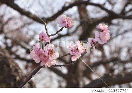 大阪城の梅 115727744