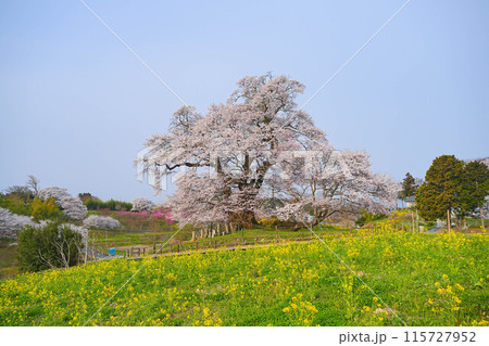 塩ノ崎の大桜 塩ノ崎の大桜 115727952