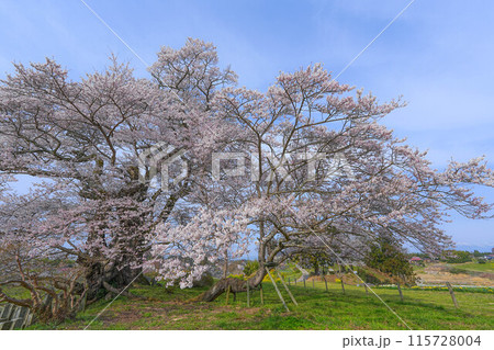 塩ノ崎の大桜 115728004