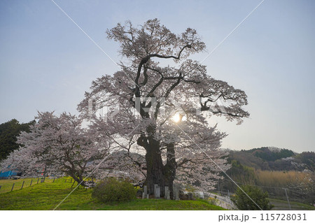 塩ノ崎の大桜 115728031