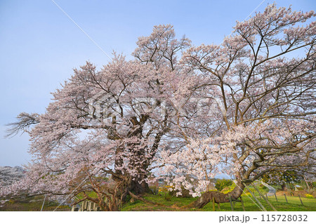 塩ノ崎の大桜 115728032