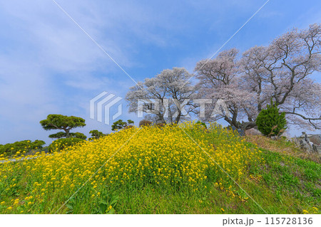 弘法桜 弘法桜 115728136