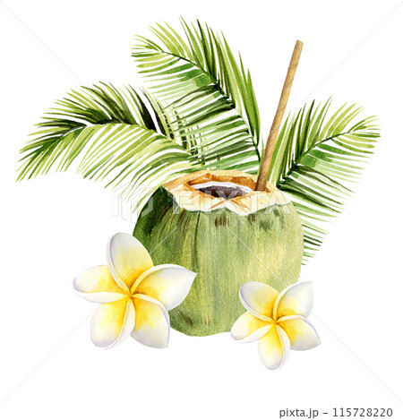 watercolor composition with tropical coconut palm leaves, fresh cocktail green coconut with straw, frangipane flowers, hand drawn sketch of green jungle plant and fruit, summer botanical illustration watercolor composition with tropical coconut palm leaves, fresh cocktail green coconut with straw, frangipane flowers, hand drawn sketch of green jungle plant and fruit, summer botanical illustration 115728220
