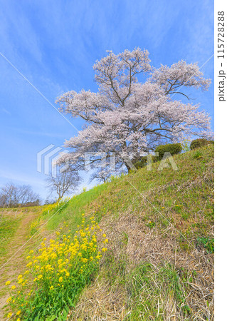 七草木の天神桜 七草木の天神桜 115728288