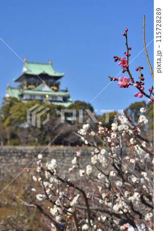 大阪城の梅 大阪城の梅 115728289