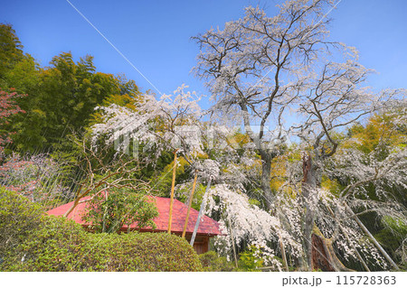 雪村桜 雪村桜 115728363