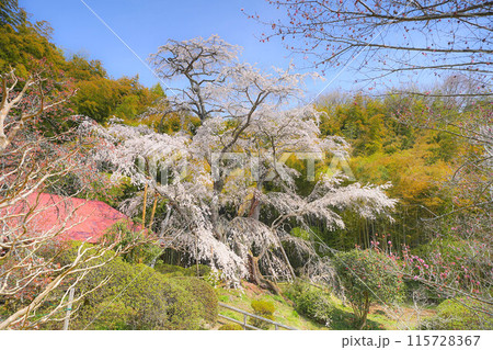 雪村桜 115728367