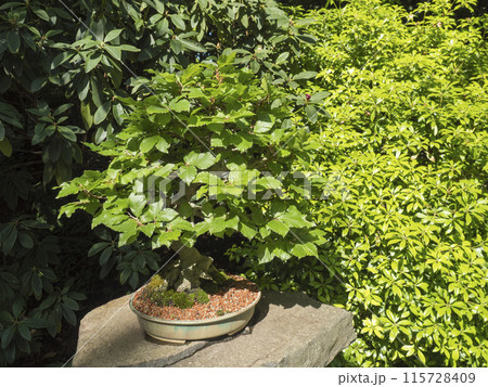 Beautiful beech bonsai tree in Prague botanical garden. Bonsai is dwarfed in a ceramic pot, a miniature of the original form of a large, old tree in nature, planted in shallow pots called bon. 115728409