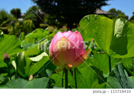 埼玉県深谷市岡の中宿歴史公園 美しい原始蓮の花 埼玉県深谷市岡の中宿歴史公園 美しい原始蓮の花 115728410