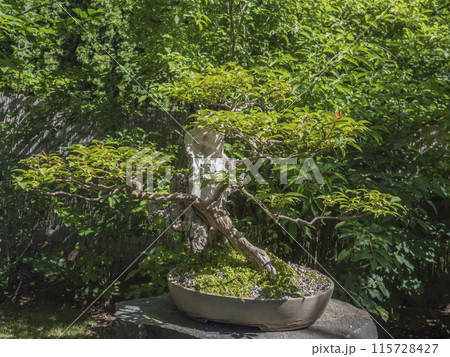 Beautiful deciduous bonsai tree in Prague botanical garden. Bonsai is dwarfed in a ceramic pot, a miniature of the original form of a large, old tree in nature, planted in shallow pots called bon. Beautiful deciduous bonsai tree in Prague botanical garden. Bonsai is dwarfed in a ceramic pot, a miniature of the original form of a large, old tree in nature, planted in shallow pots called bon. 115728427