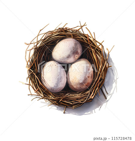 白背景に鳥の巣に卵の水彩イラスト 白背景に鳥の巣に卵の水彩イラスト 115728478
