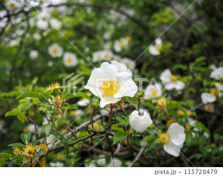 ナニワイバラのある風景 ナニワイバラのある風景 115728479