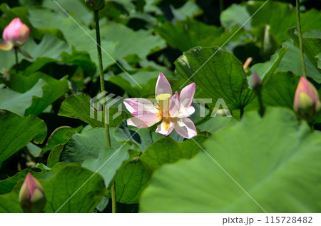 埼玉県深谷市岡の中宿歴史公園 美しい原始蓮の花 埼玉県深谷市岡の中宿歴史公園 美しい原始蓮の花 115728482