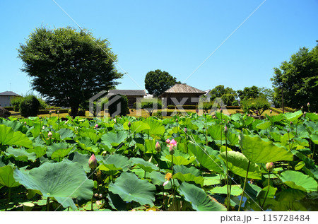 埼玉県深谷市岡の中宿歴史公園 美しい原始蓮の花 埼玉県深谷市岡の中宿歴史公園 美しい原始蓮の花 115728484