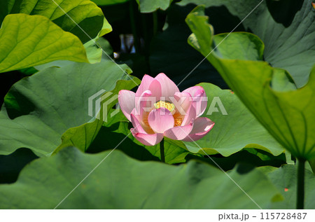 埼玉県深谷市岡の中宿歴史公園　美しい原始蓮の花 115728487