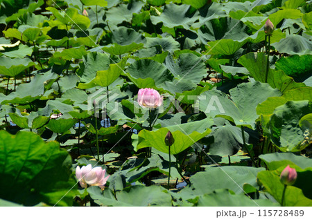 埼玉県深谷市岡の中宿歴史公園 美しい原始蓮の花 埼玉県深谷市岡の中宿歴史公園 美しい原始蓮の花 115728489