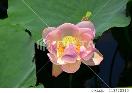 埼玉県深谷市岡の中宿歴史公園 美しい原始蓮の花 埼玉県深谷市岡の中宿歴史公園 美しい原始蓮の花 115728510