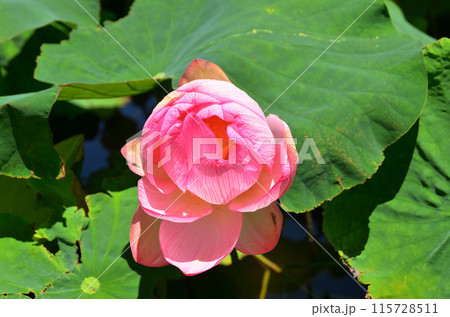 埼玉県深谷市岡の中宿歴史公園　美しい原始蓮の花 115728511