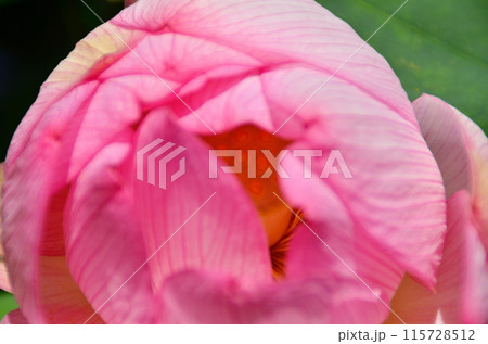 埼玉県深谷市岡の中宿歴史公園　美しい原始蓮の花 115728512