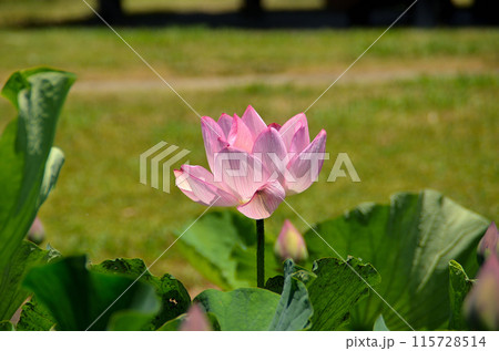 埼玉県深谷市岡の中宿歴史公園　美しい原始蓮の花 115728514